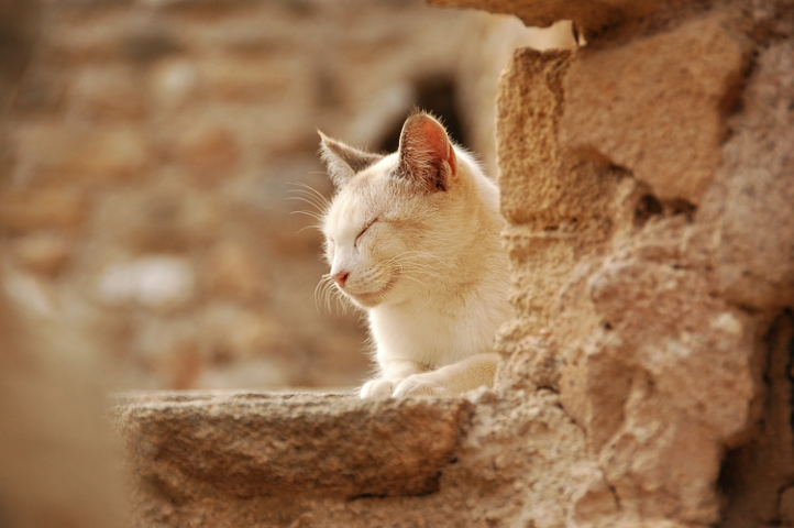 Cat in the Capdepera Castle, Spain