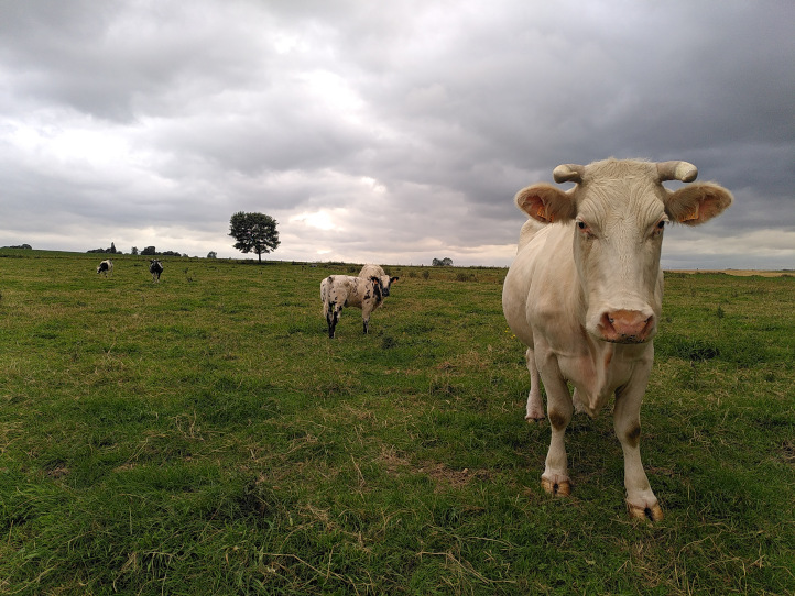 A friendly cow in Quartes, Belgium