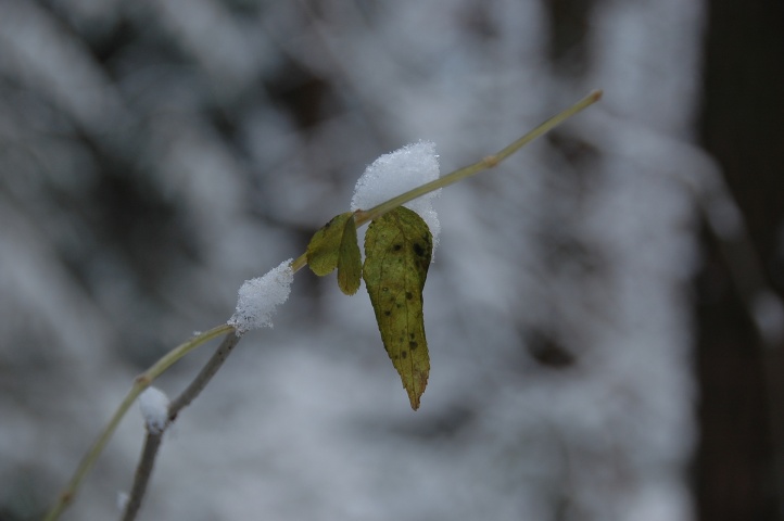 In a forest near Munich