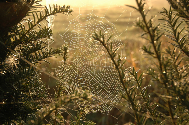 Spider web in the morning sun