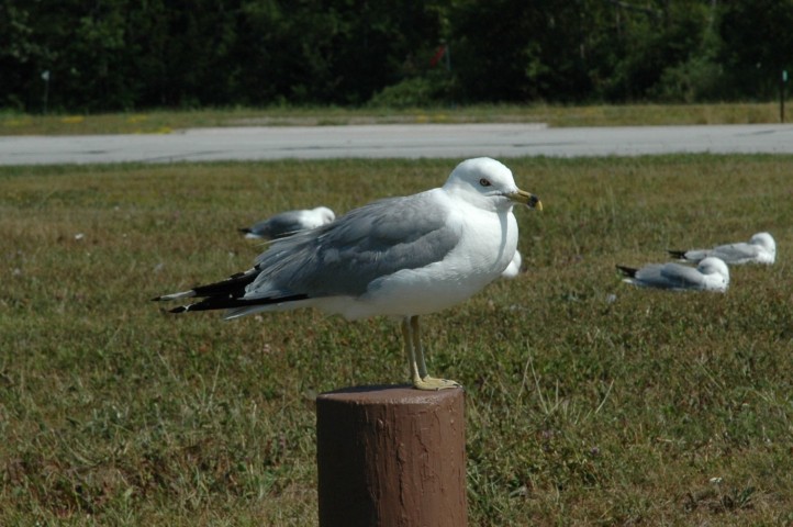 A seagull posing for me