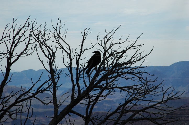 One of the few locals I have seen at Grand Canyon