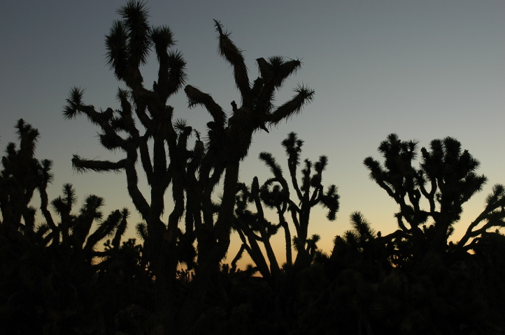 Joshua Tree Forest on the way back from Grand Canyon West