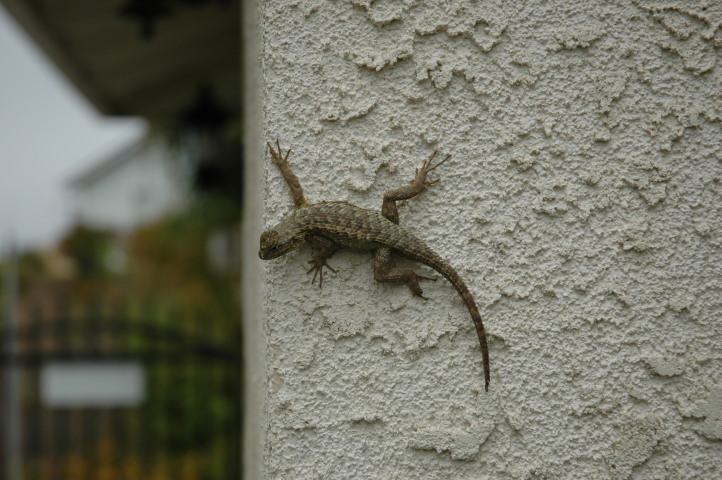 A lizard on the wall of Öllis house in Ventura