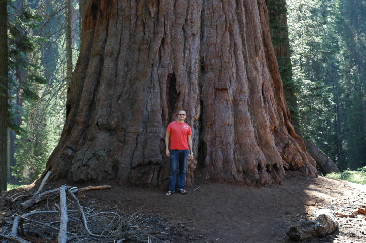 A Sequoia Tree in the park of the same name