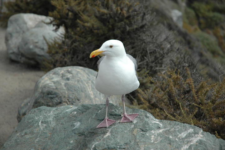 The birds were more sceptical