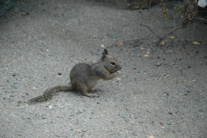 Don't even know what kind of animal that is (a squirrel?), but they were really funny