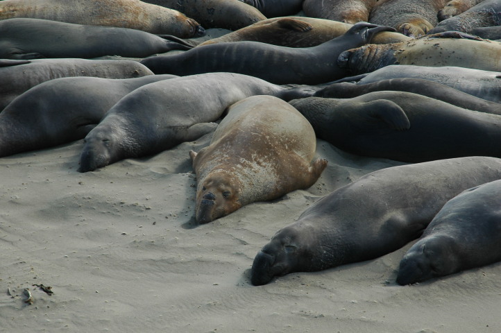 Sea Lions taking a sunbath